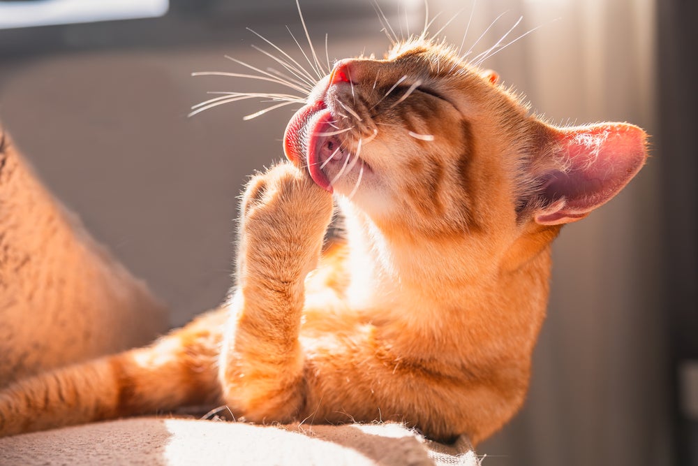 dermatite atópica em gatos: gato lambendo a pata 