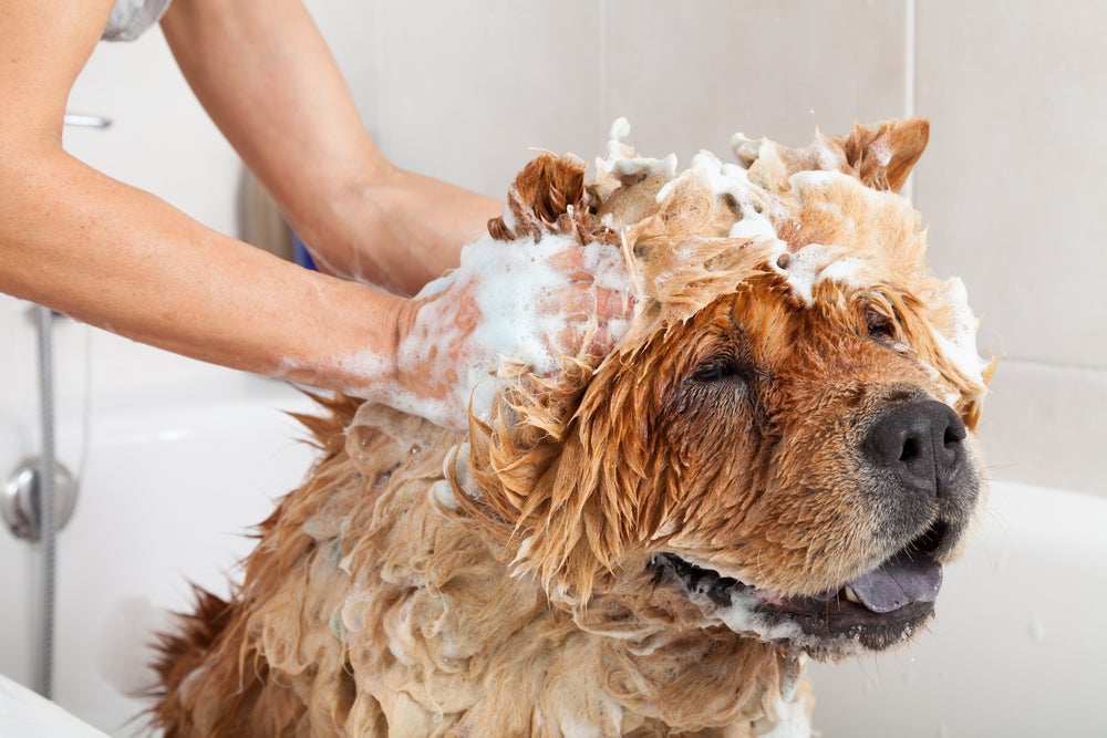 dermatite canina: cachorro tomando banho com shampoo
