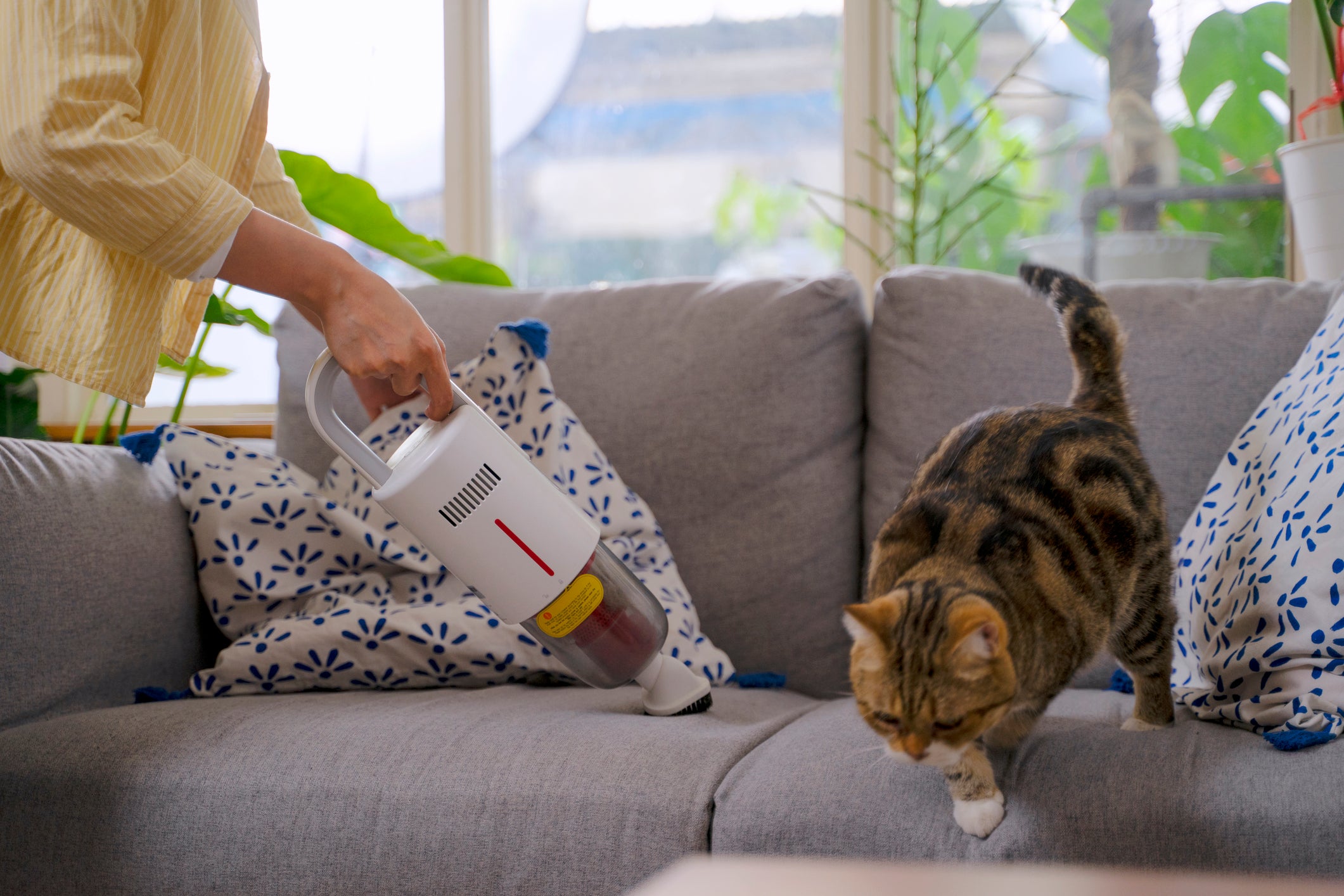 Tutora limpando pelo de gato em sofá enquanto gato foge