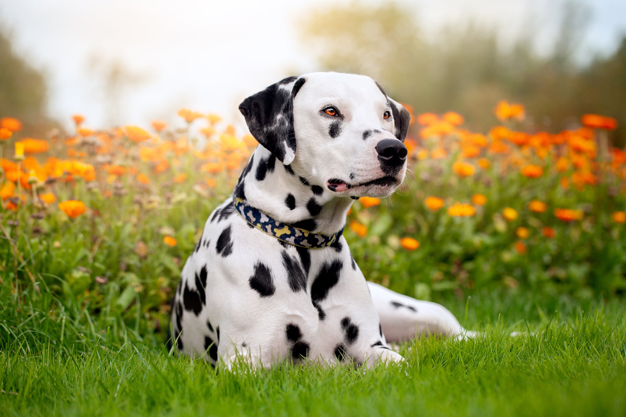 Cachorro Dálmata no meio de flores