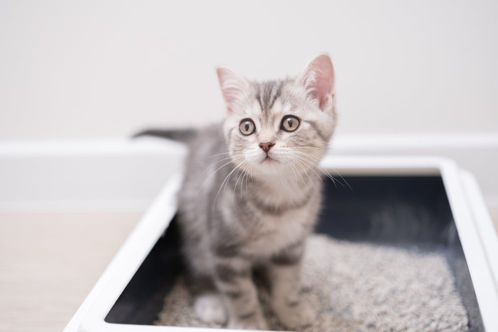 desobstrução urinária em gatos: gato na caixinha de areia