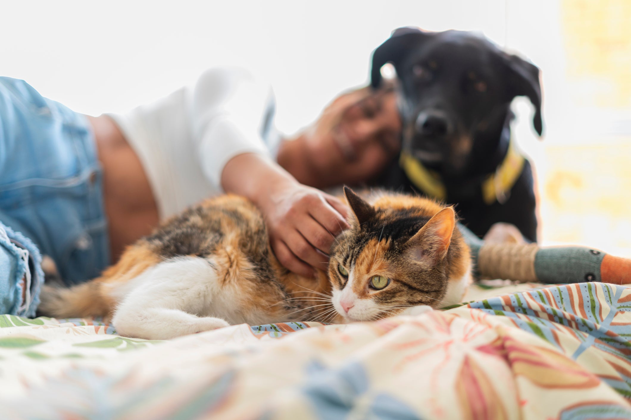 dia nacional dos animais: mulher deitada na cama com cachorro e gato
