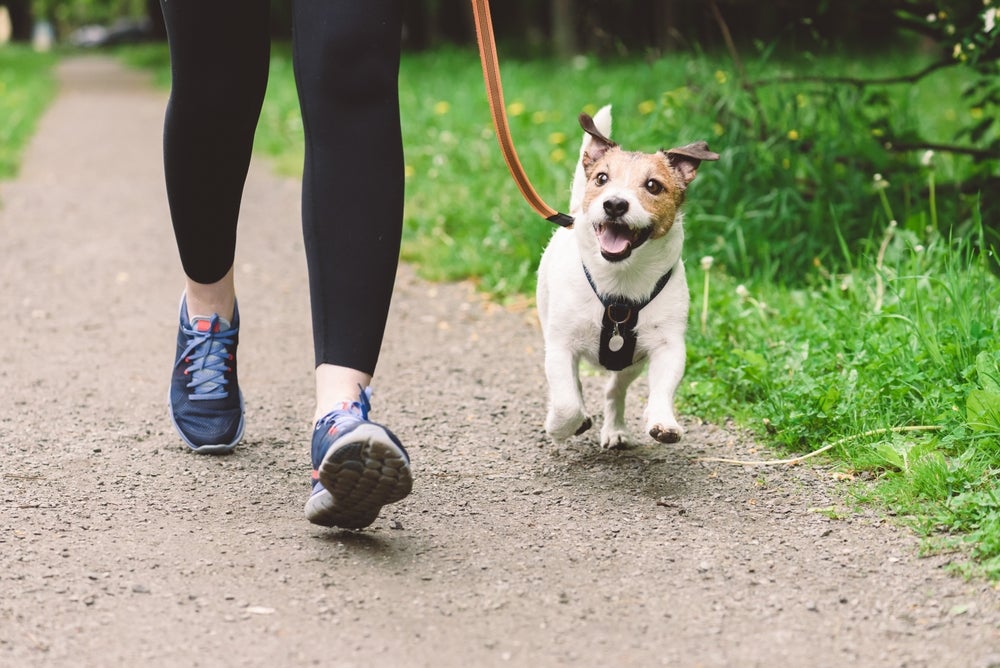 diabetes canina: cachorro caminhando na rua