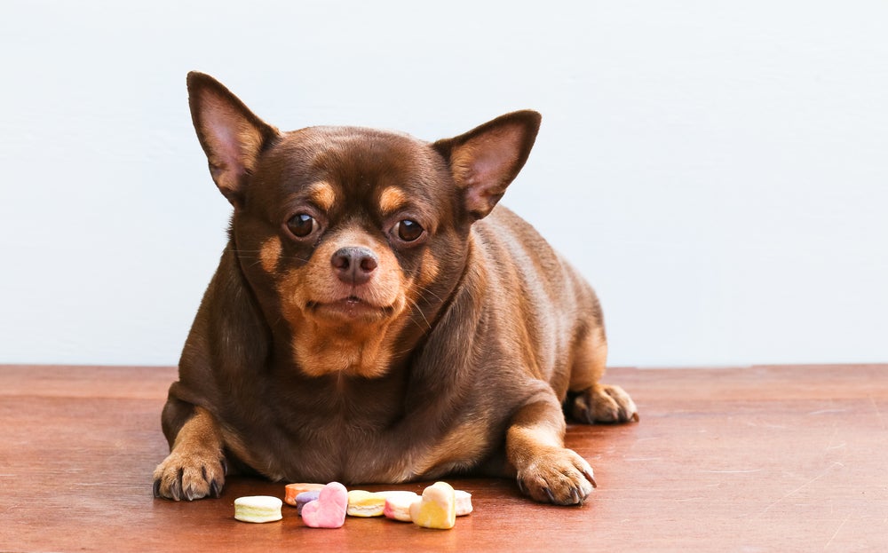 diabetes em cachorro: cão obeso sentado na frente de doces