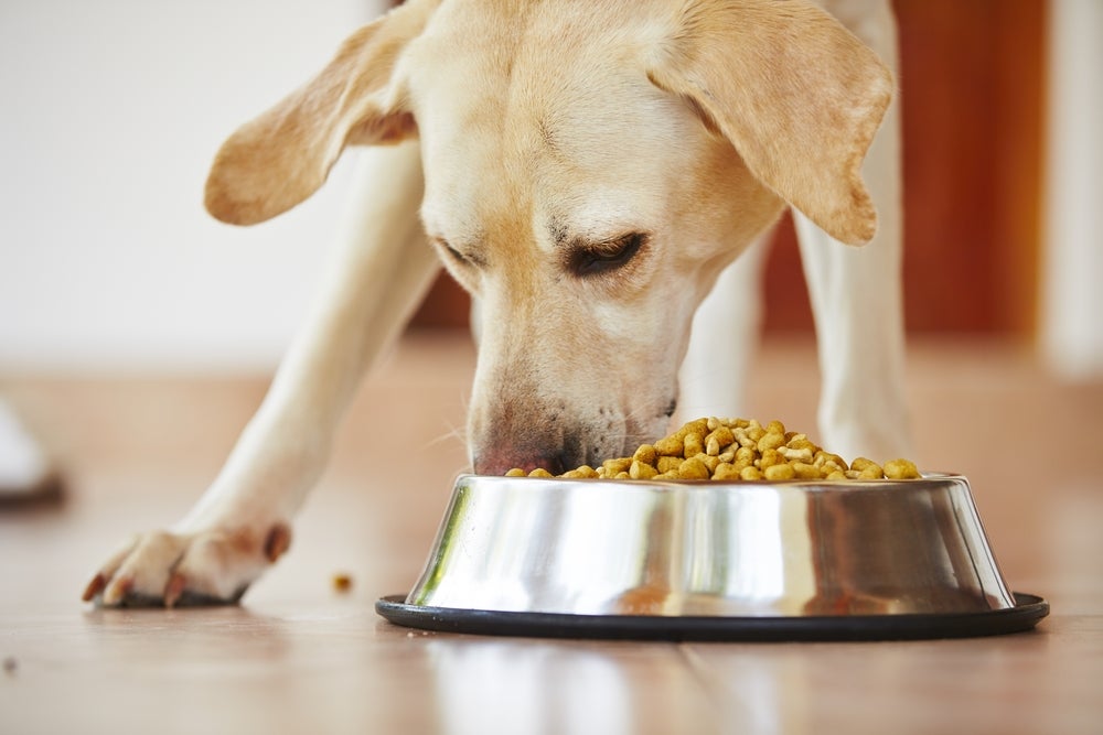 diabetes em cachorro: cão comendo ração de cachorro