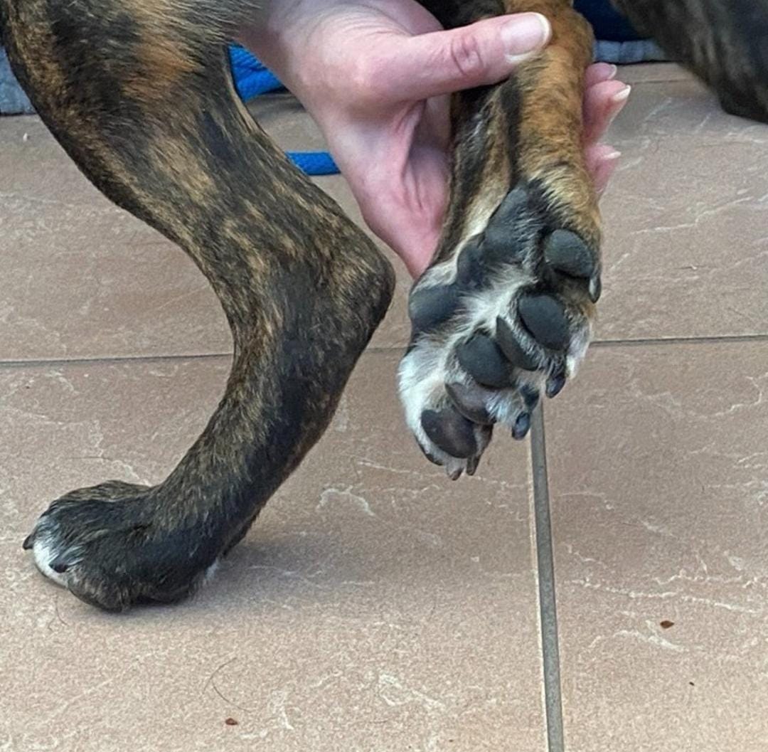 pata de cachorro traseira com 9 dedos