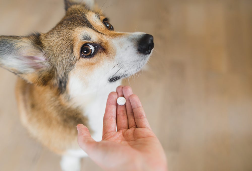 dipirona para cachorro: cão tomando comprimido
