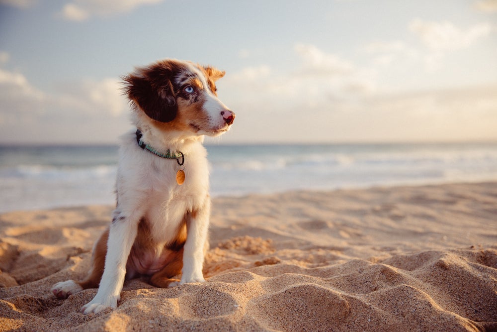dirofilariose canina: cachorro na praia