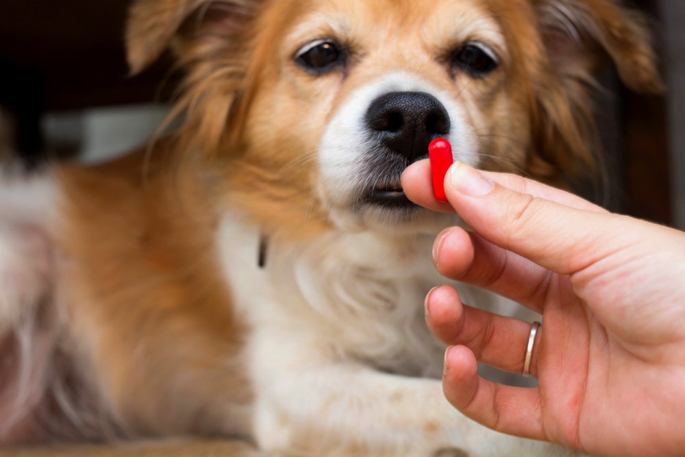 cão tomando remédio para dirofilariose canina