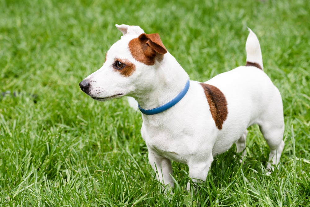 dirofilariose canina: cachorro usando coleira antiparasitária