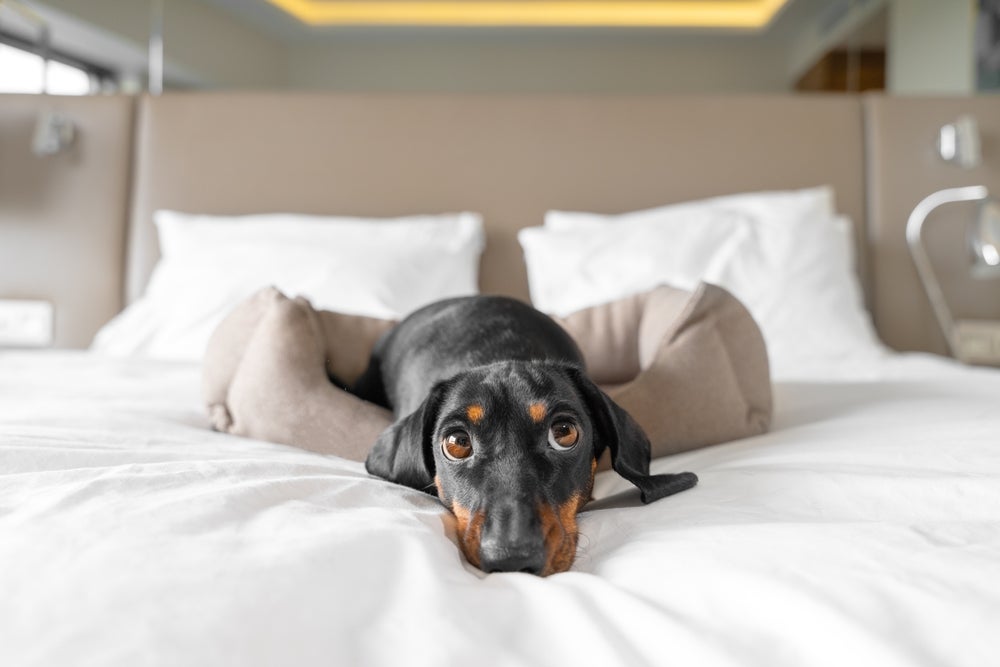 discopatia em cães: cachorro dachshund deitado na cama