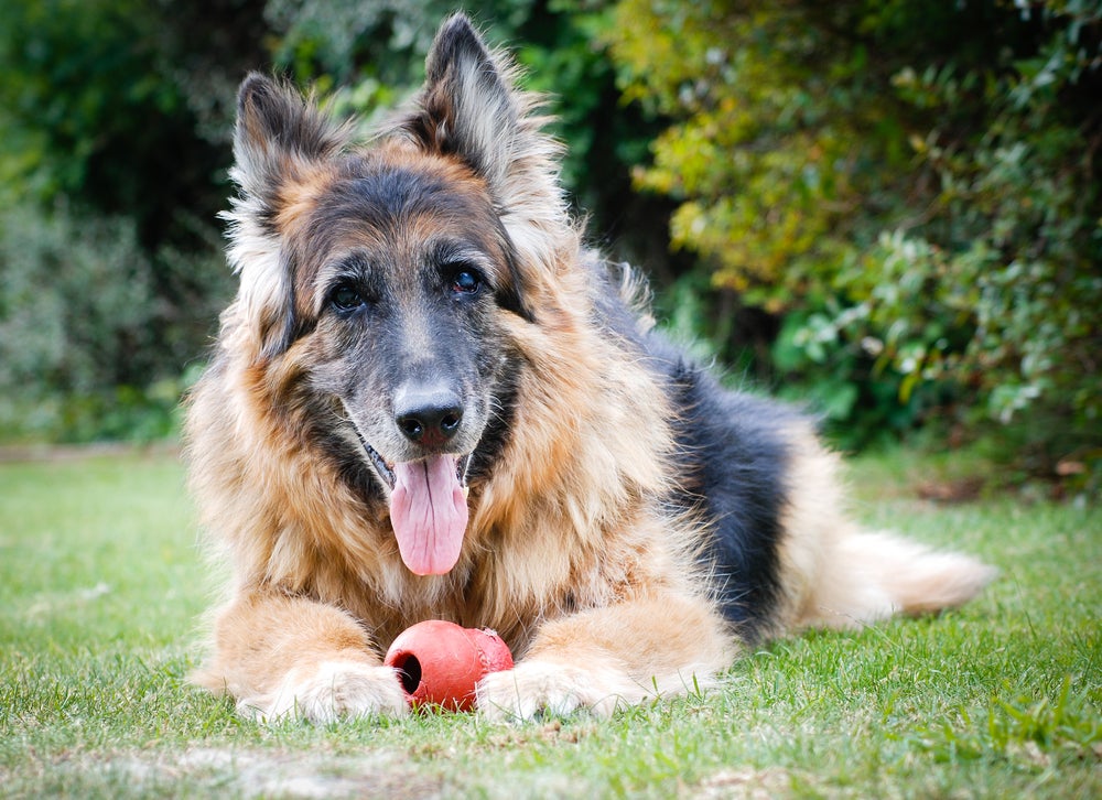 disfunção cognitiva canina: cachorro idoso brincando