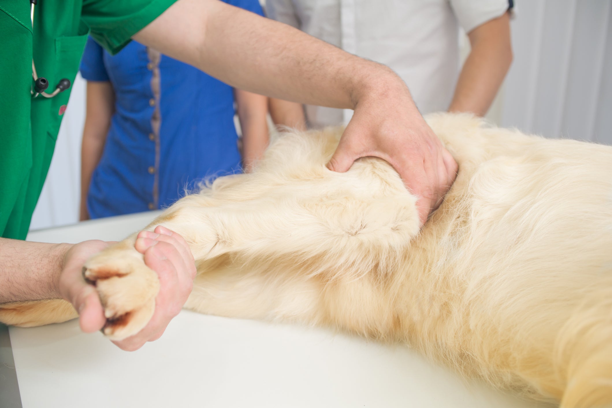 Cachorro sendo examinado por veterinário em consultório