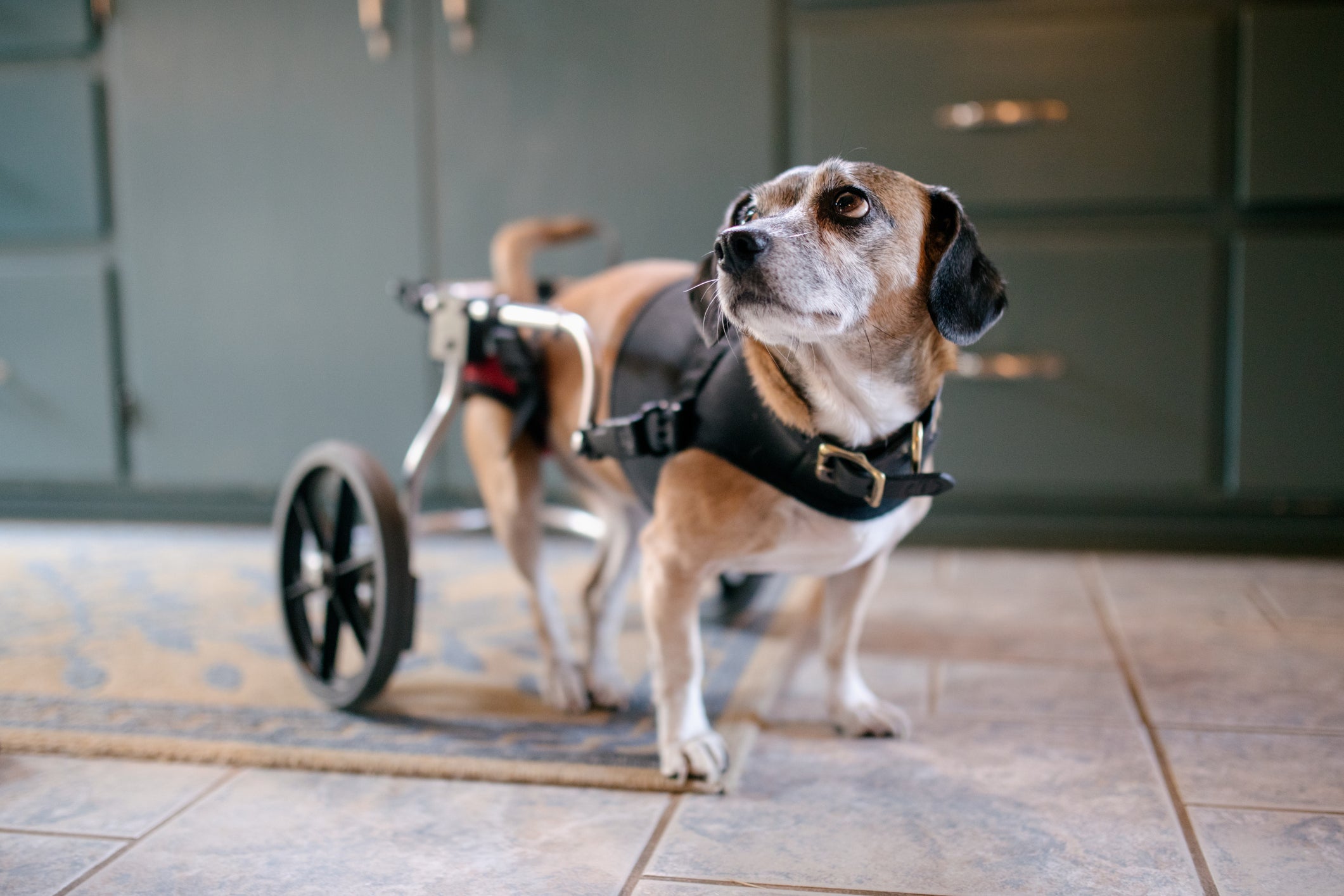 Cão com cadeira de rodas para ajudá-lo a andar