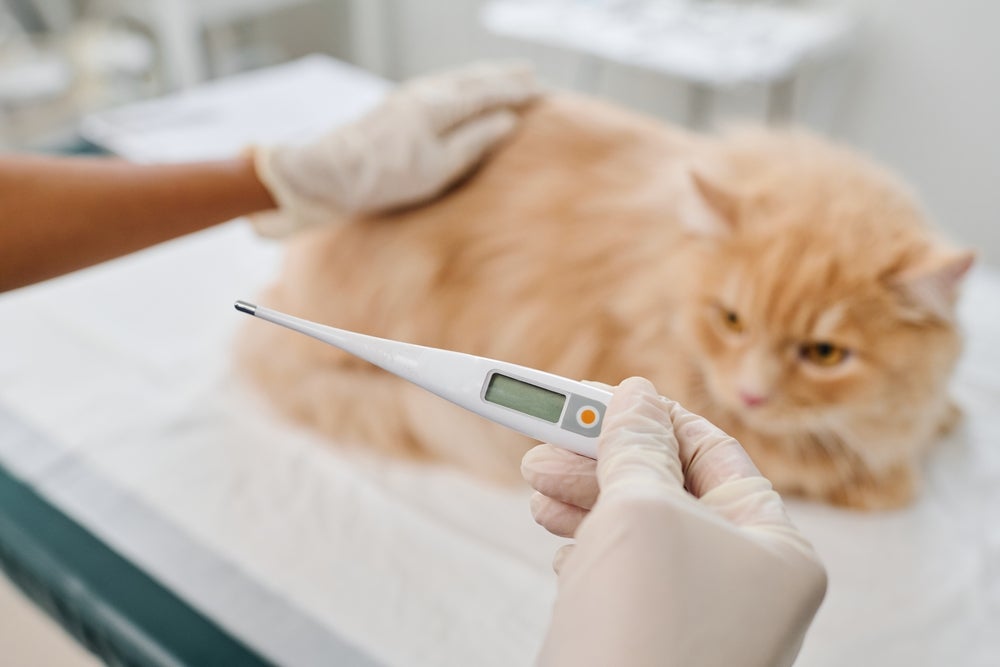 doença da arranhadura do gato: pessoa medindo temperatura do gato