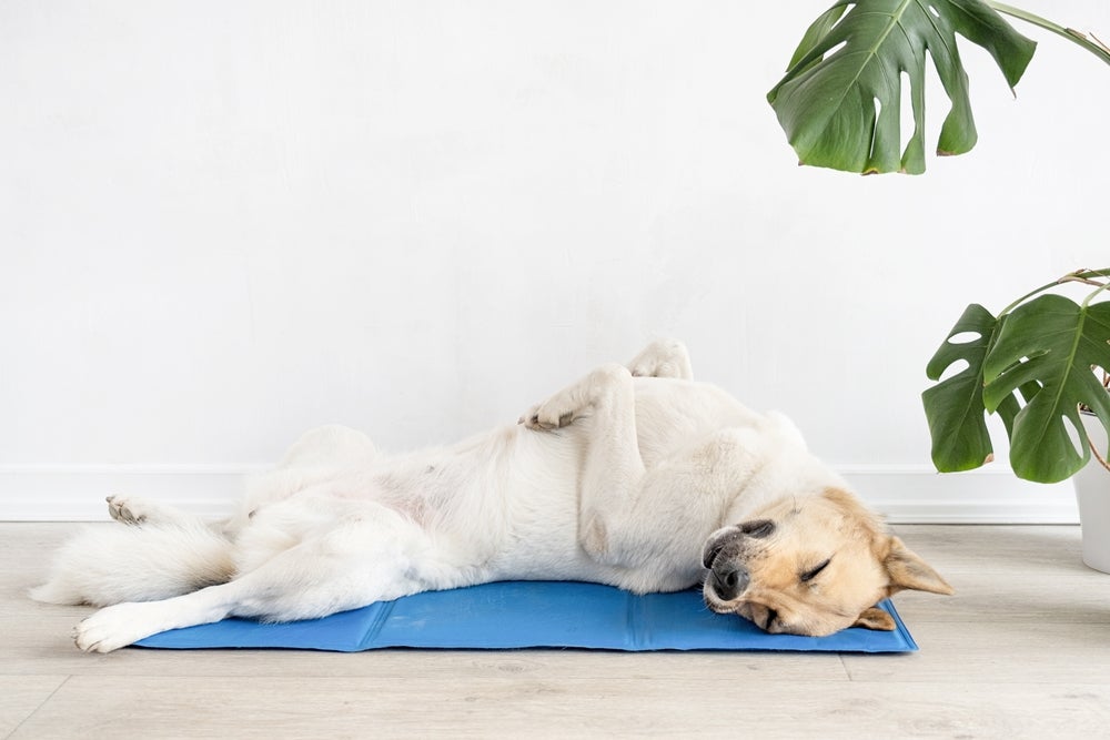 doença de lyme em cães: cachorro deitado no chão com as patas para cima