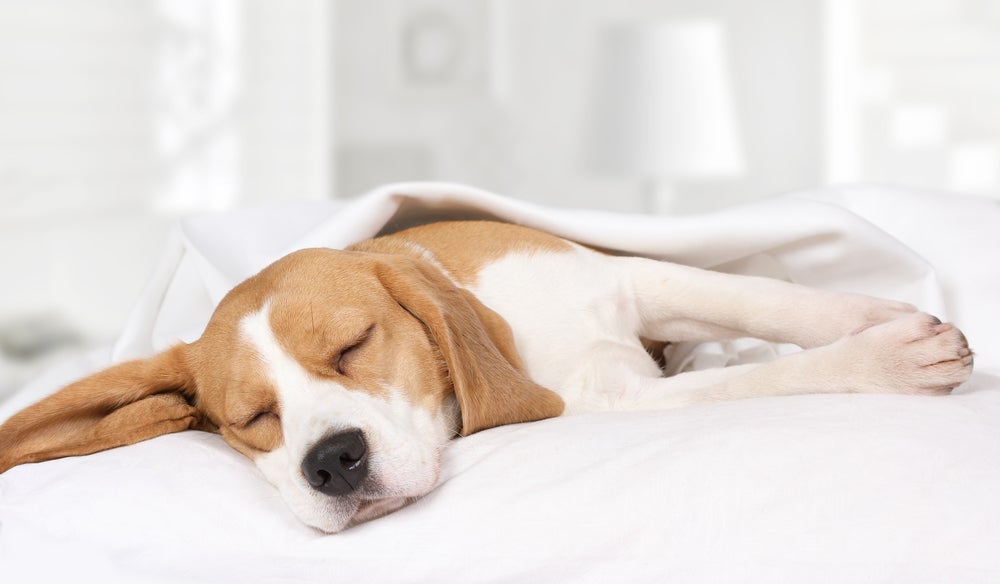 doença do carrapato: cachorro deitado na cama