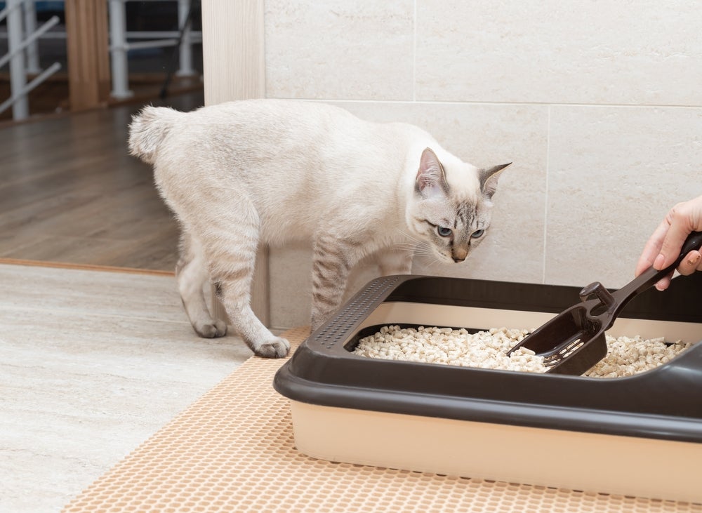 doença do gato: dona limpando caixa de areia para gato