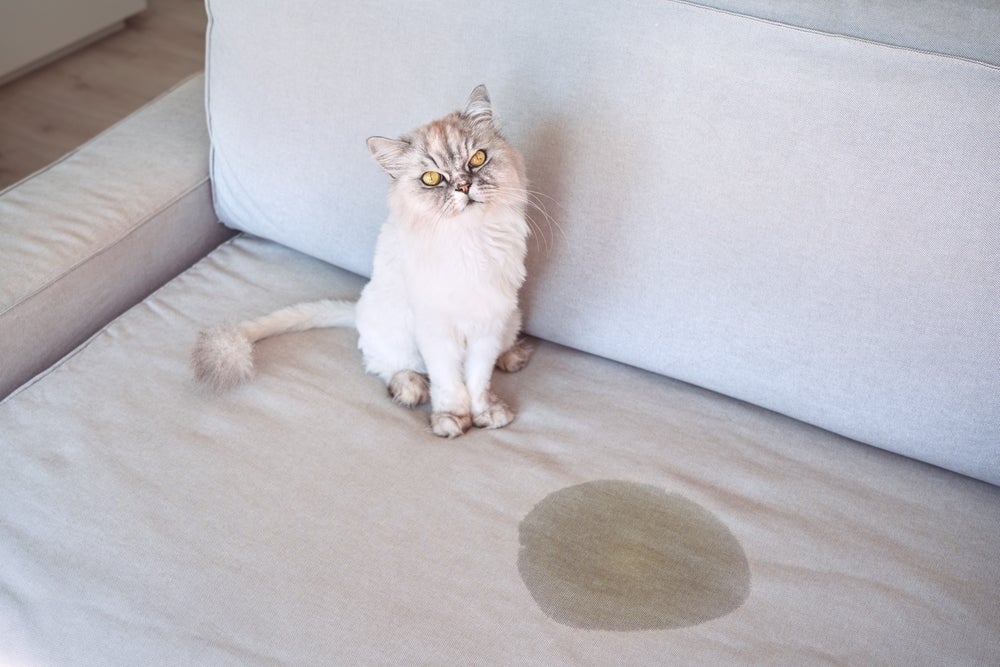 doença renal crônica em gatos: gato ao lado de poça de xixi no sofá