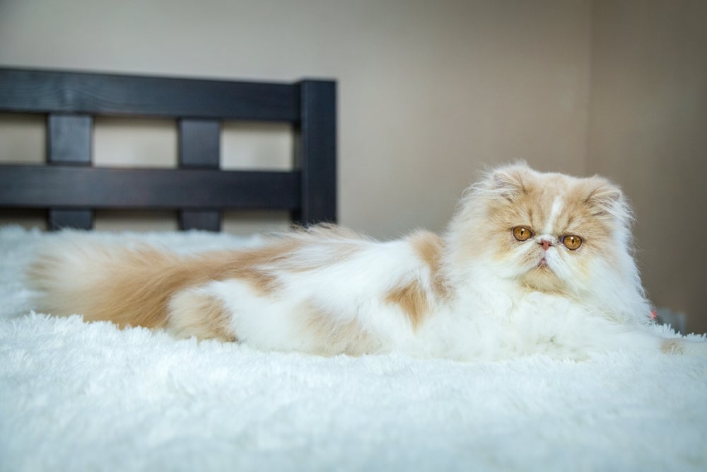 doença renal policística em gatos persa: gato persa deitado na cama