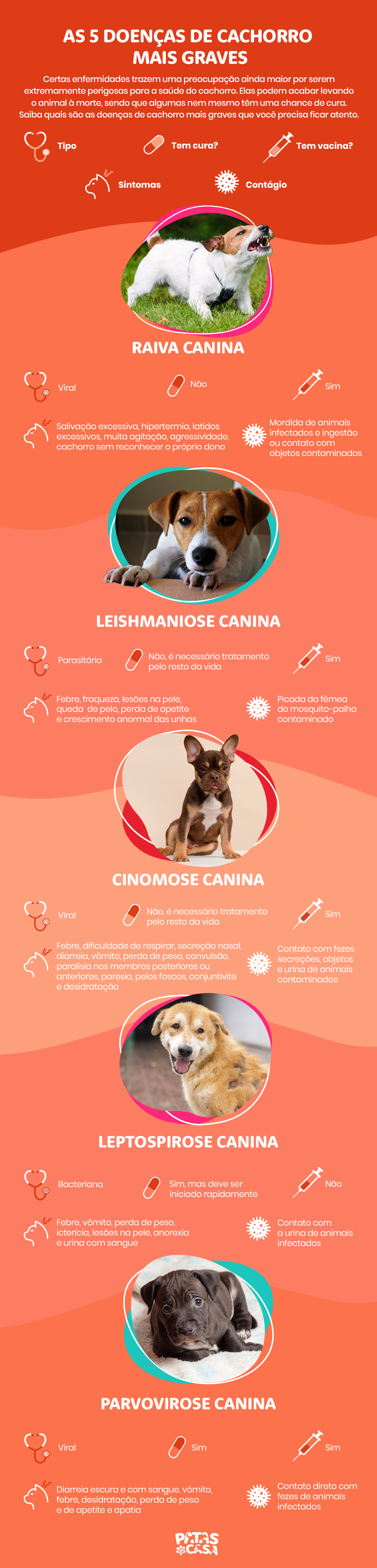 infográfico sobre doenças de cachorro