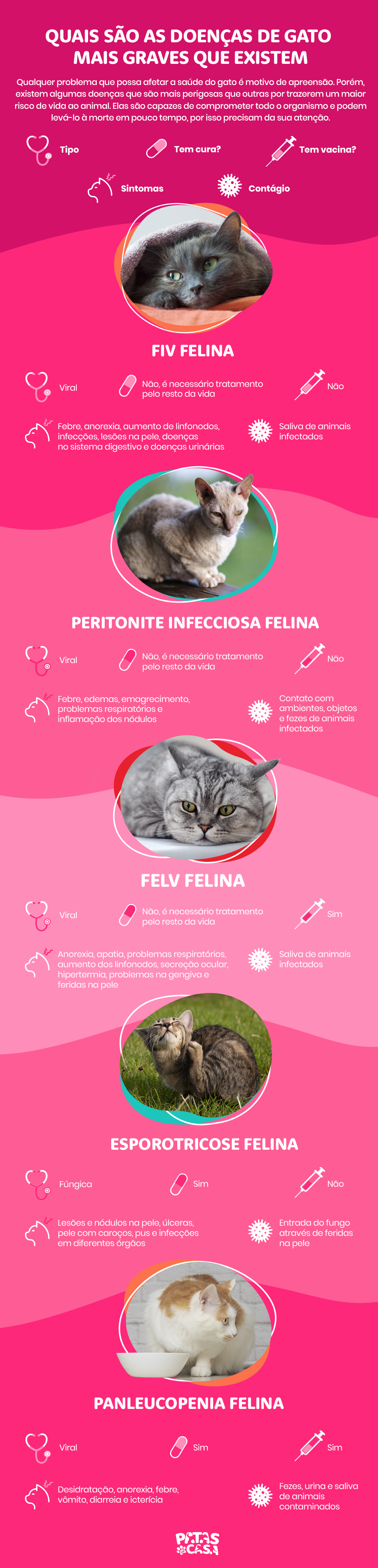 infográfico sobre doenças de gato