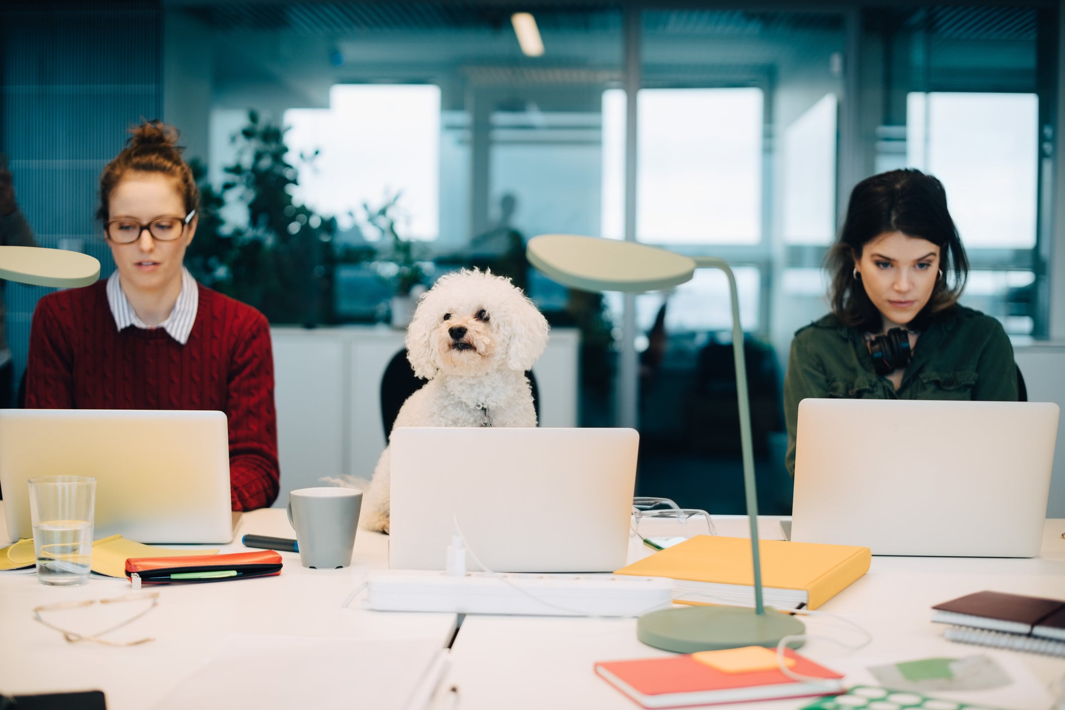 Cachorro branco em escritório parecendo trabalhar junto de duas mulheres