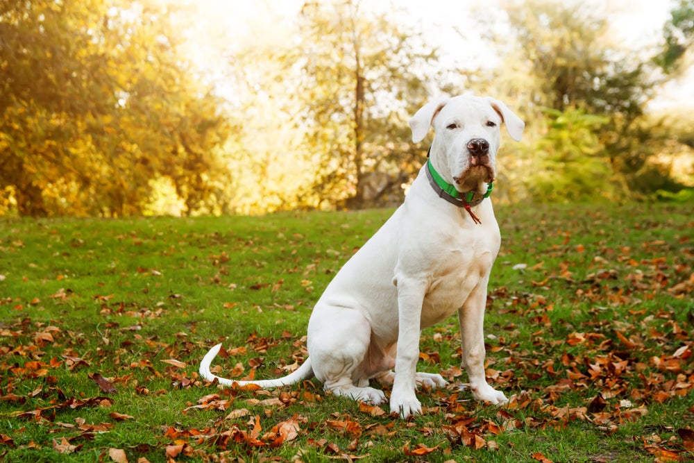 cachorro dogo argentino na grama