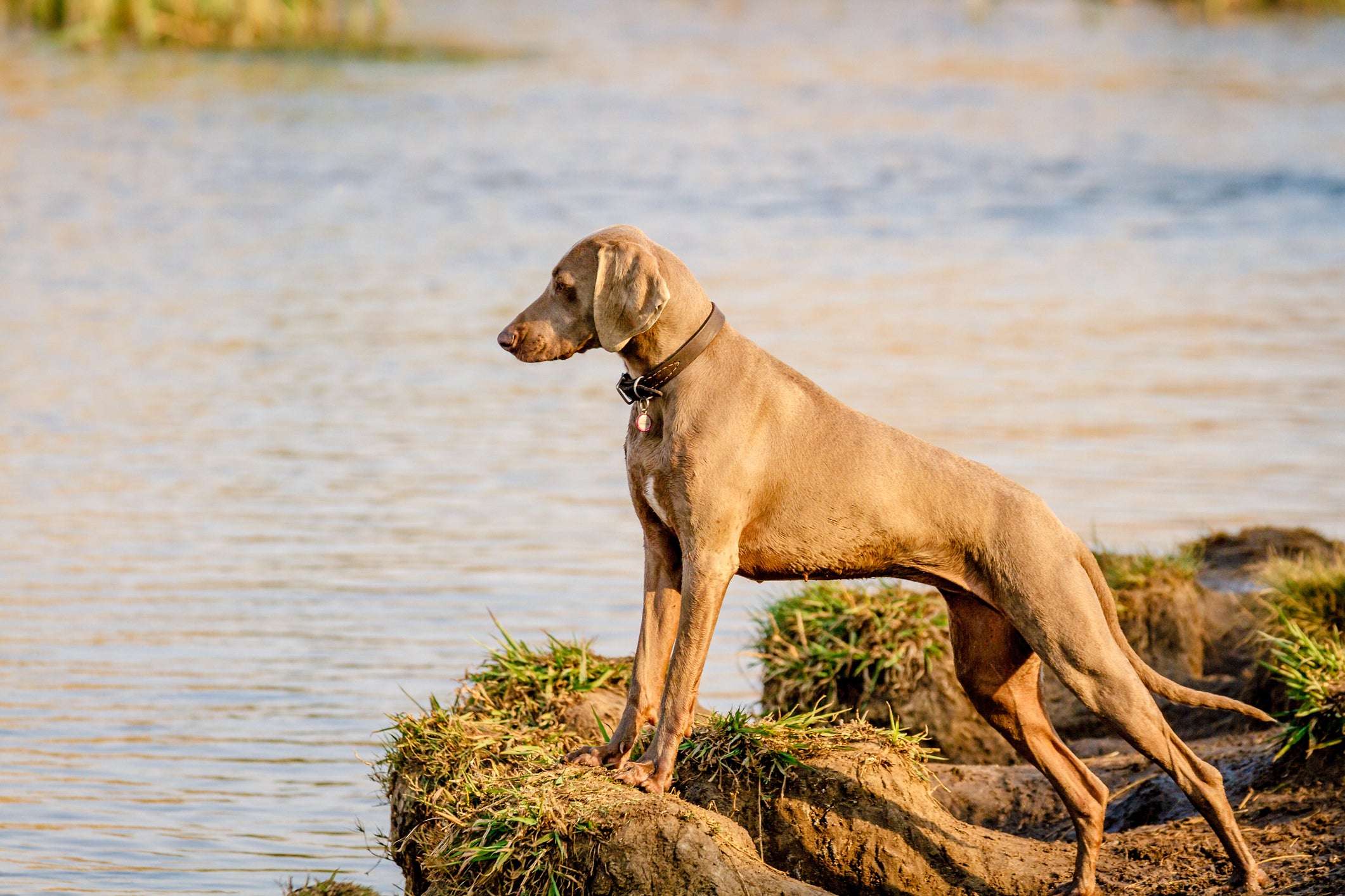 Cachorro em cima de pedras, perto da água e da natureza