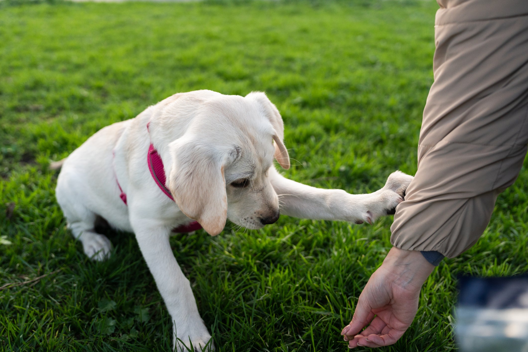 Cão Labrador filhote dando a patinha para tutora sentado em grama