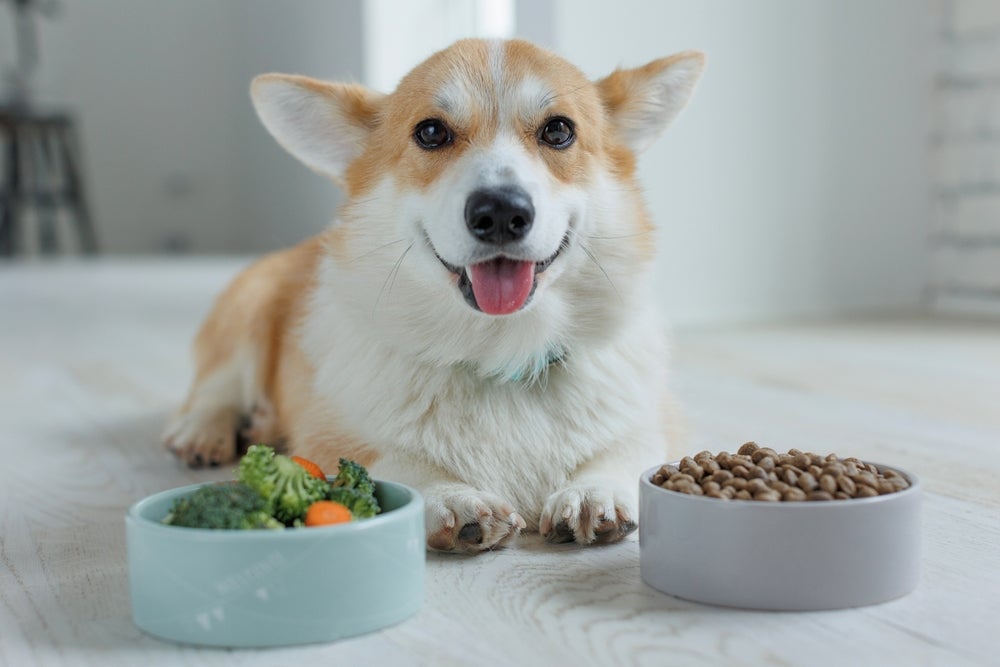 dor de barriga em cachorro: cão comendo alimentação natural
