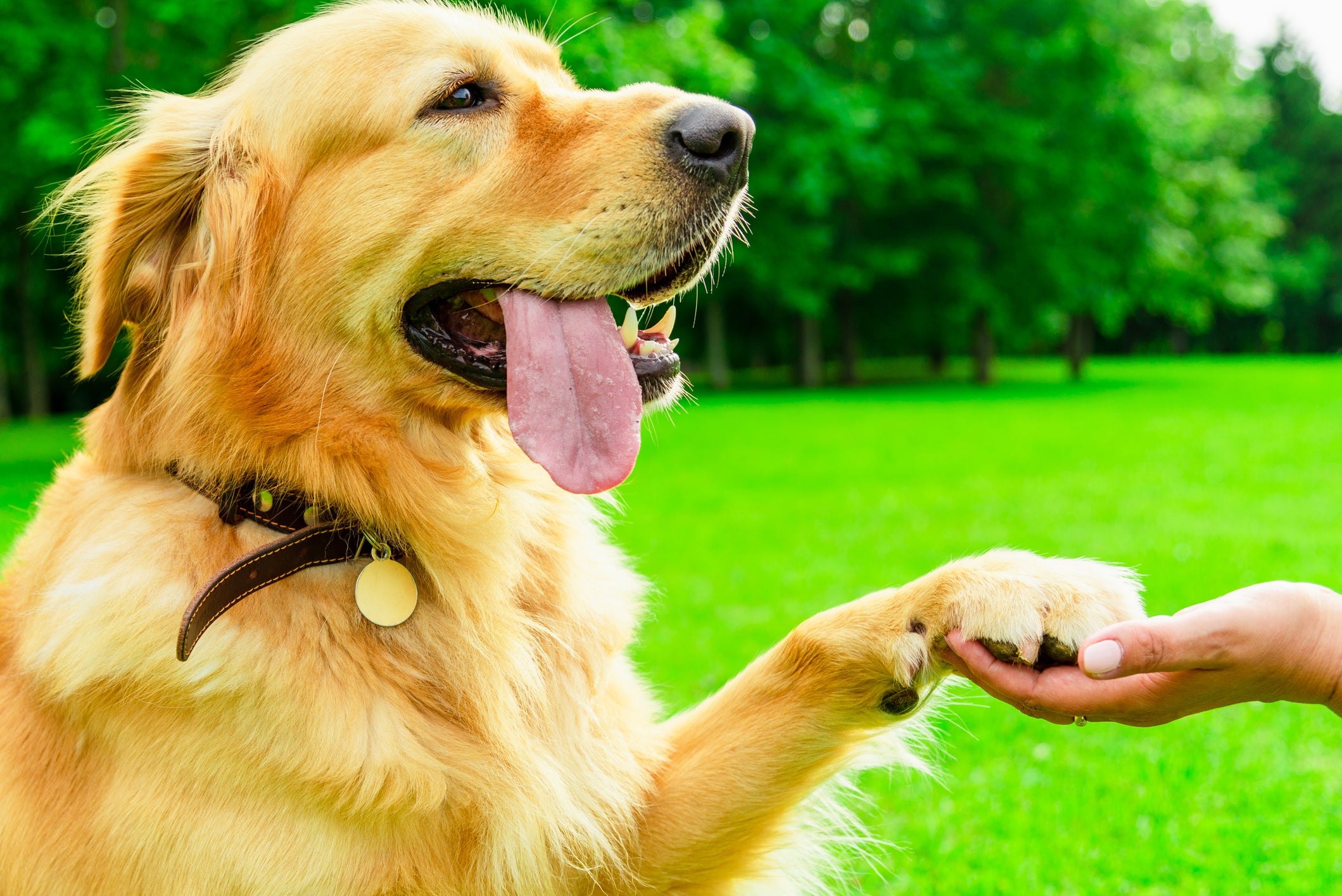 Cão Golden Retriever com a língua para fora em fundo de natureza
