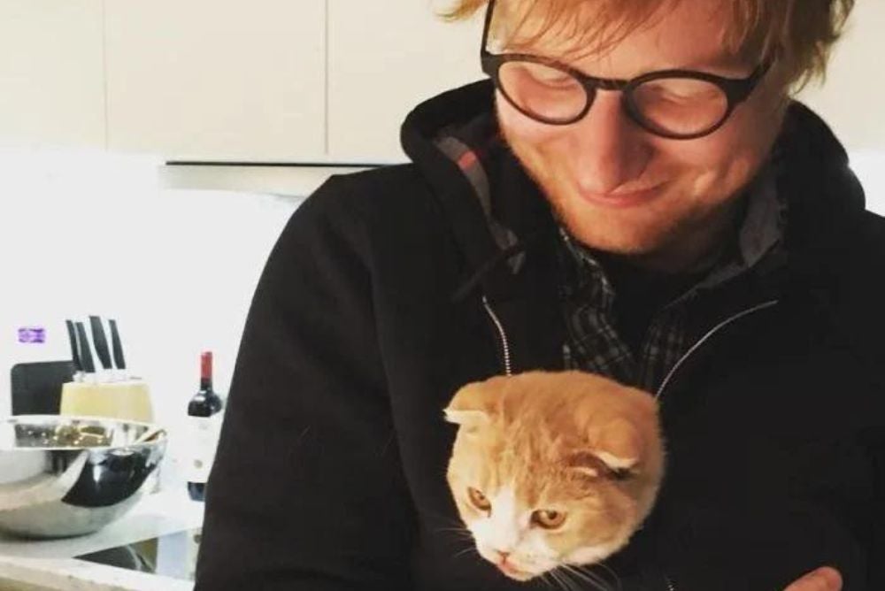Ed Sheeran com um gato