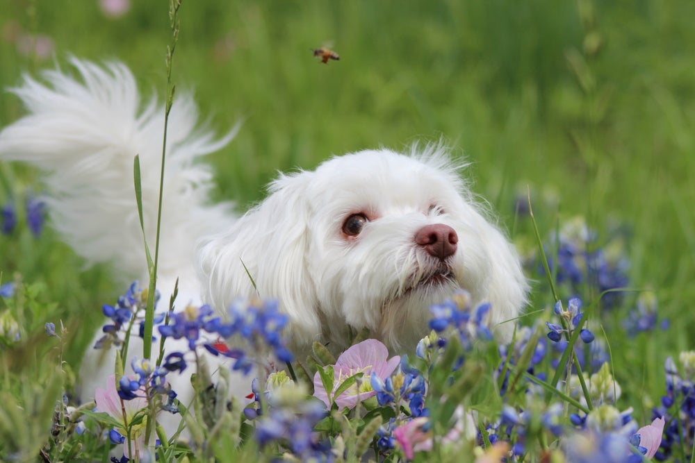 emergência canina: cachorro no jardim olhando para abelha