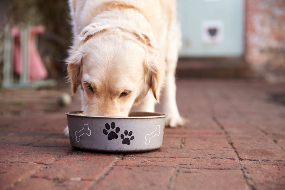emergências de cachorro: cão comendo ração