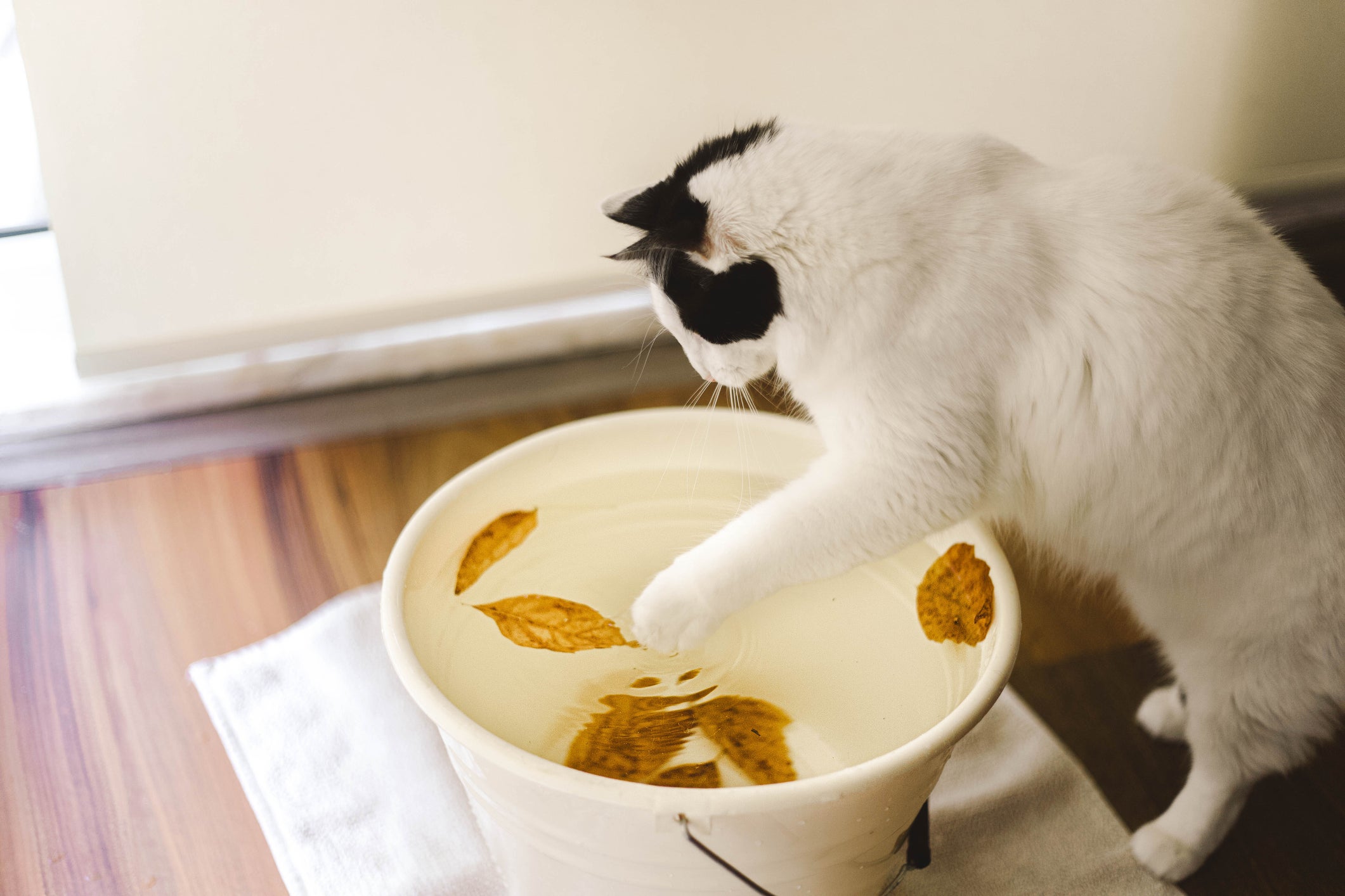 gatinho brincando com folhas dentro de pote cheio de água