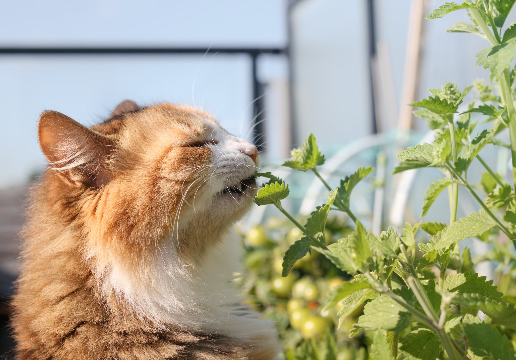 enriquecimento ambiental para gatos com gato cheirando catnip