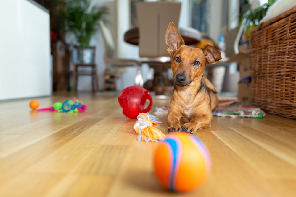 enriquecimento ambiental para cães: cachorro com brinquedos