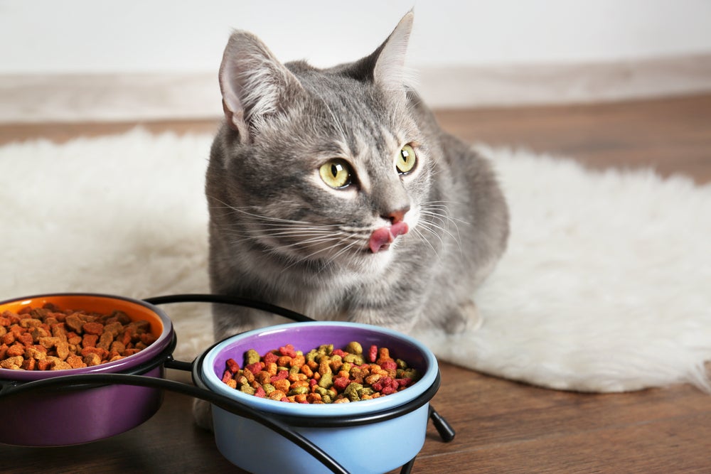 enriquecimento ambiental para gatos: gato comendo ração