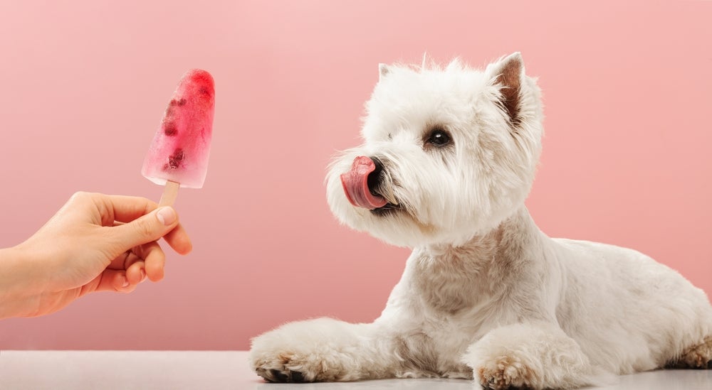 Cachorro olhando para picolé