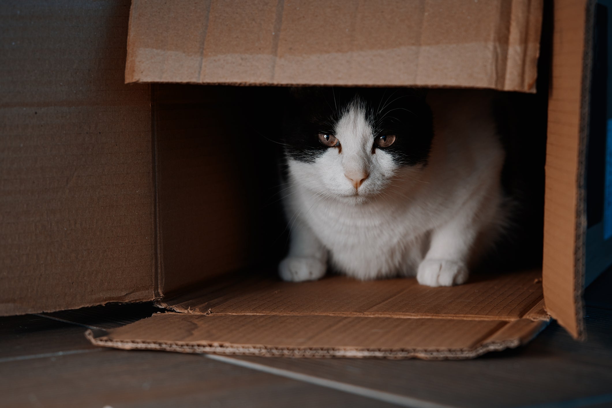 Gato preto e branco dentro de caixa de papelão