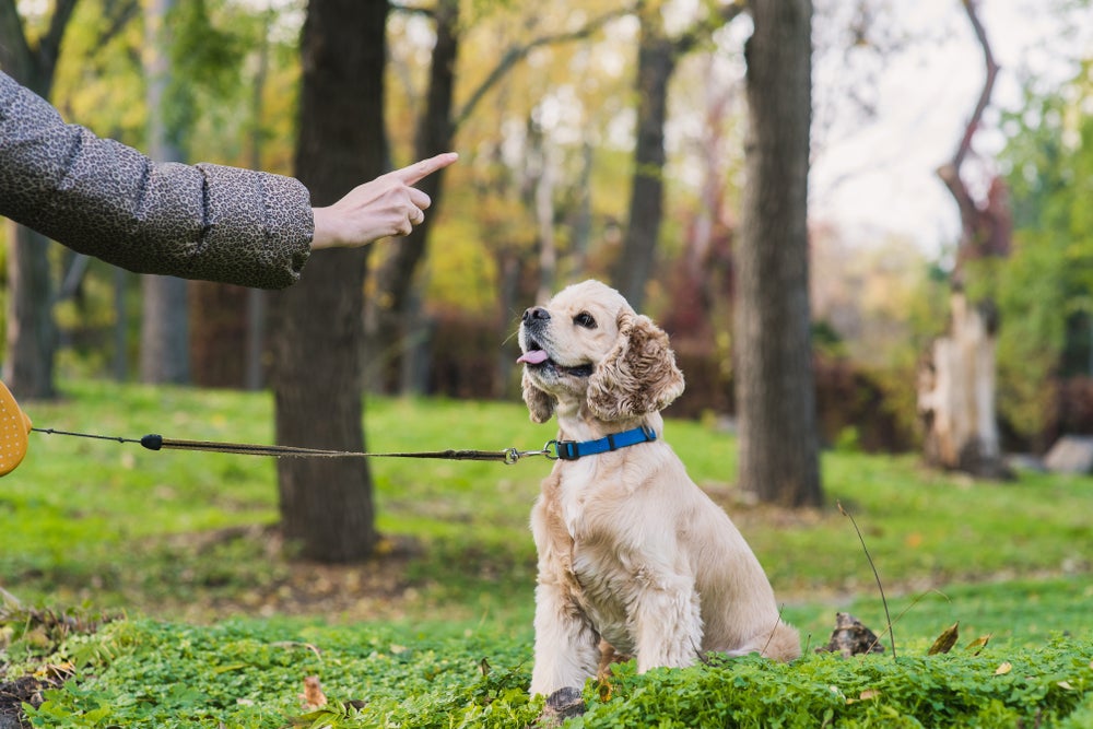 ensinar cachorro a dar a pata: homem adestrando cachorro 