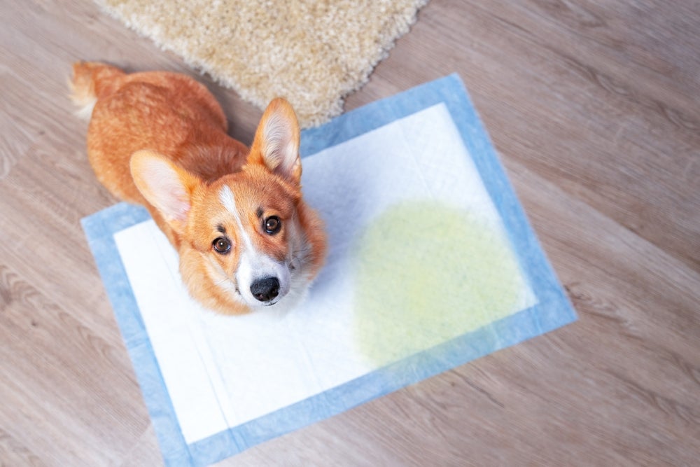 ensinar cachorro a fazer xixi no lugar certo: cão no tapete higiênico