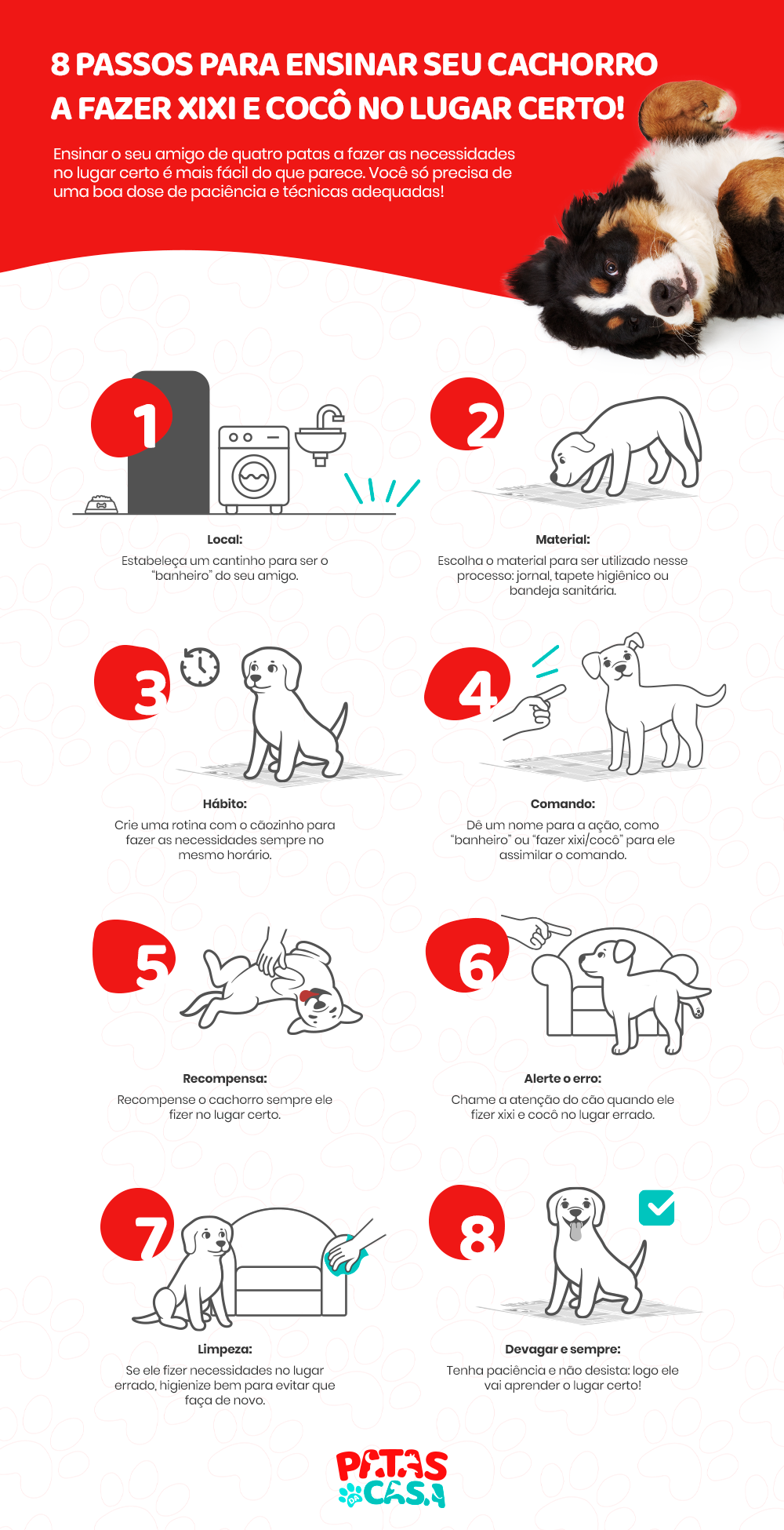 Infográfico ensinando cachorro a fazer as necessidades no lugar certo