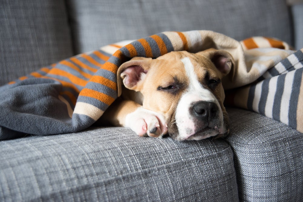 erliquiose canina: cachorro deitado no sofá