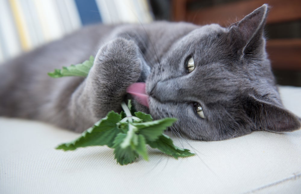 gato brincando com erva de gato