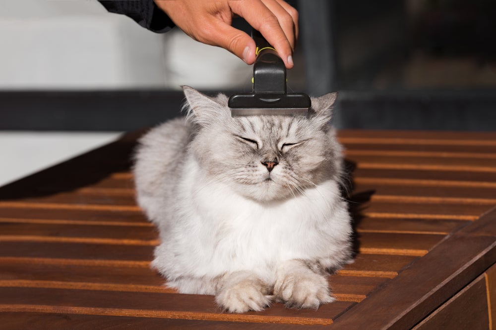 homem escovando gato com escova furminator para gatos