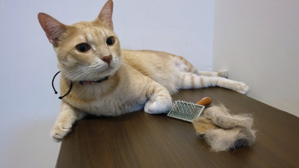 escovação de pelo de gato