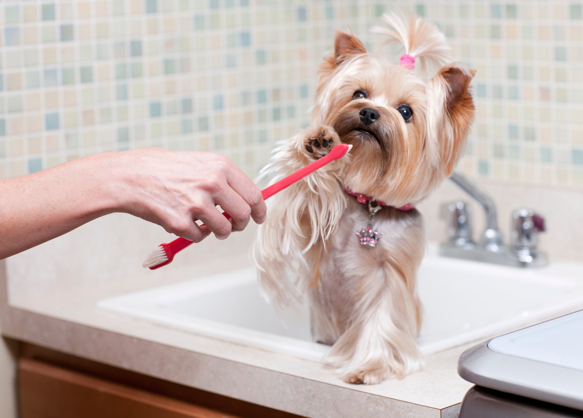Tutora tentando escovar os dentes de cadelinha