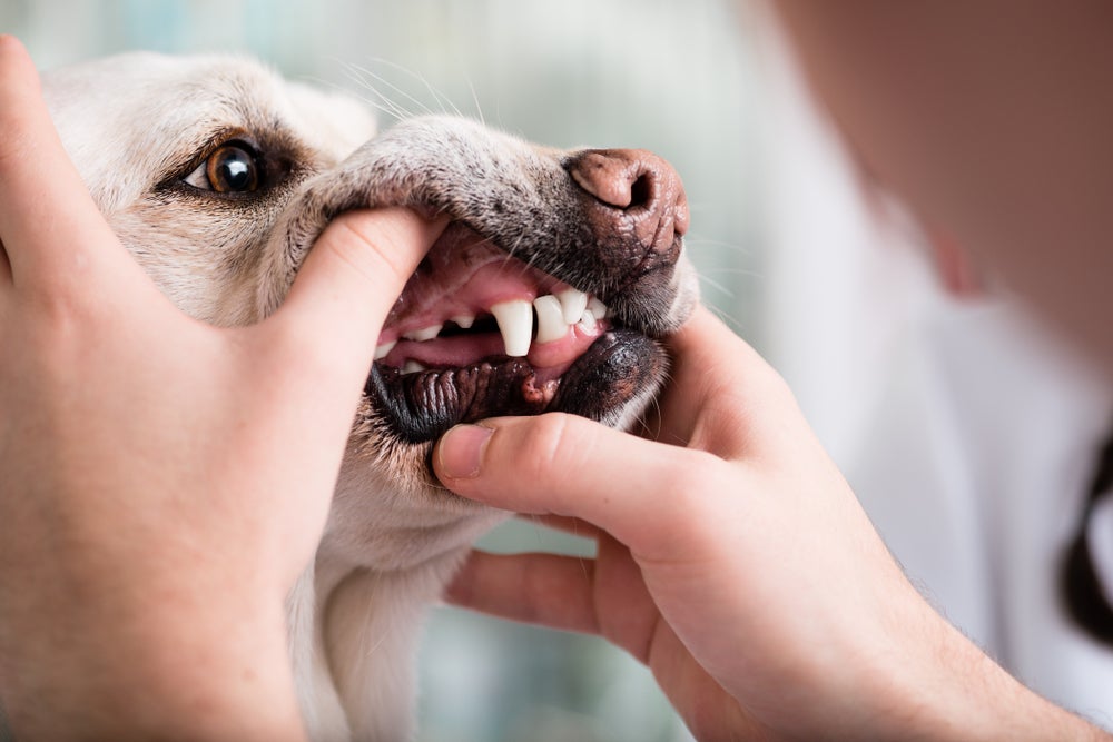 escovar dentes de cachorro: pessoa massageando gengiva de cão